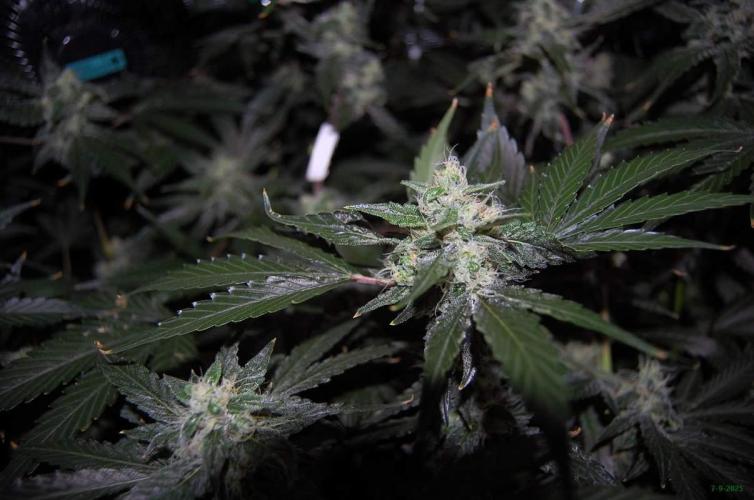 Gorilla Cookies FF 1. Week 9 - 7-9