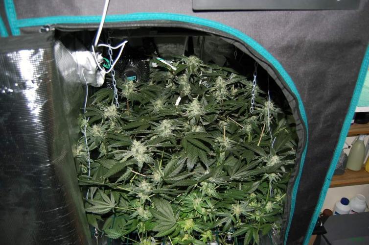 Gorilla Cookies FF 1. Week 9 - 7-9