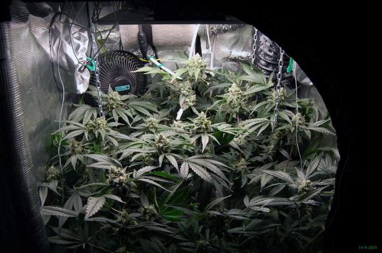 Gorilla Cookies FF 1. Week 10 - 14-7