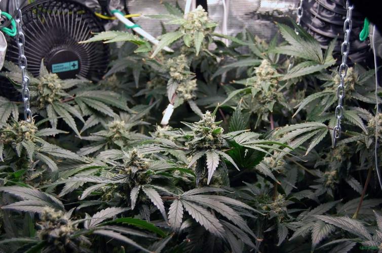 Gorilla Cookies FF 1. Week 10 - 14-7