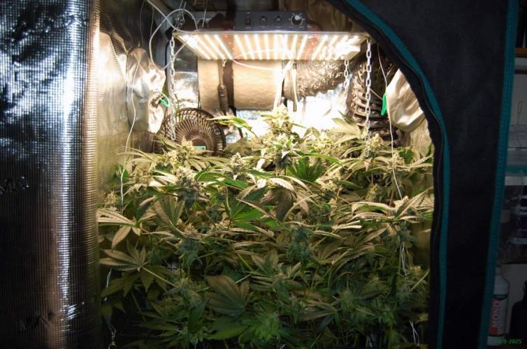 Gorilla Cookies FF 1. Week 10 - 14-7