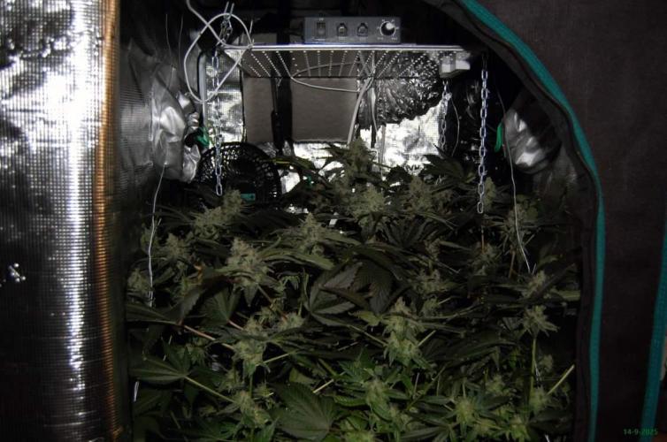 Gorilla Cookies FF 1. Week 10 - 14-7