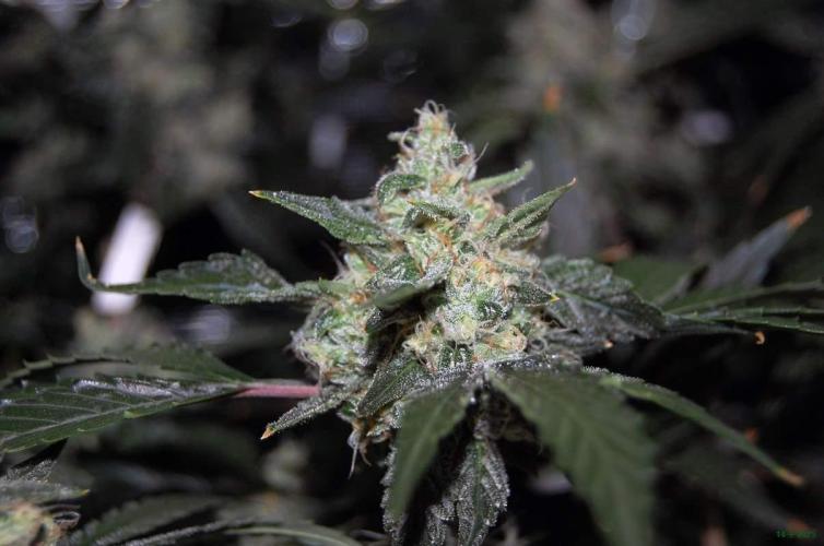 Gorilla Cookies FF 1. Week 10 - 14-7