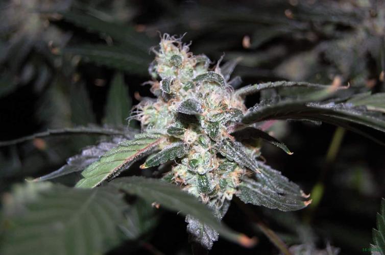 Gorilla Cookies FF 1. Week 10 - 14-7