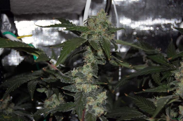 Gorilla Cookies FF 1. Week 10 - 14-7