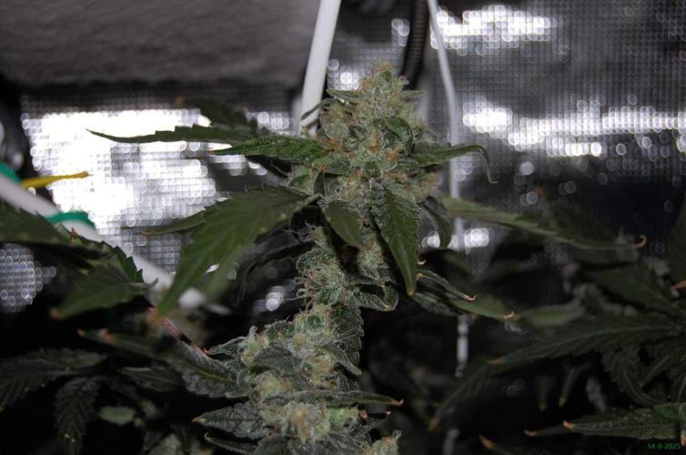 Gorilla Cookies FF 1. Week 10 - 14-7