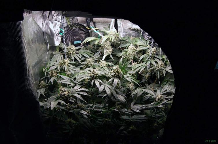 Gorilla Cookies FF 1. Week 11 - 21-9