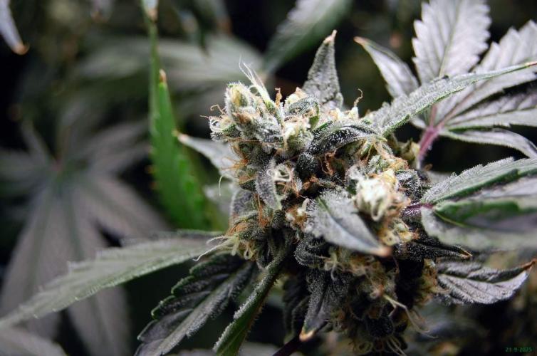 Gorilla Cookies FF 1. Week 11 - 21-9