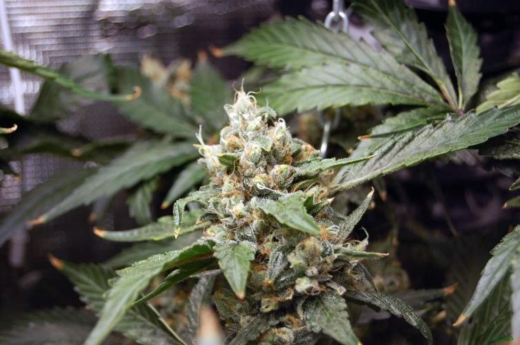 Gorilla Cookies FF 1. Week 11 - 21-9