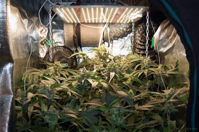 Gorilla Cookies FF 1. Week 11 - 21-9