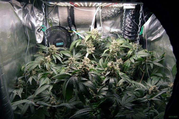 Gorilla Cookies FF 1. Week 12 - 28-9