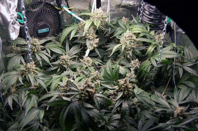 Gorilla Cookies FF 1. Week 12 - 28-9