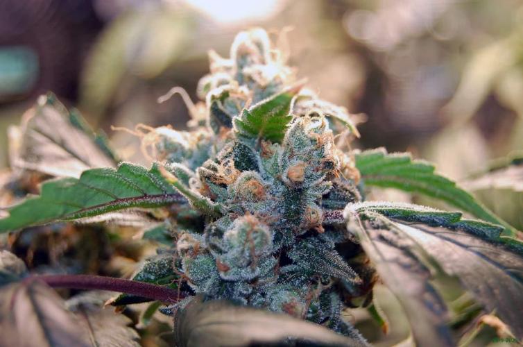 Gorilla Cookies FF 1. Week 12 - 28-9