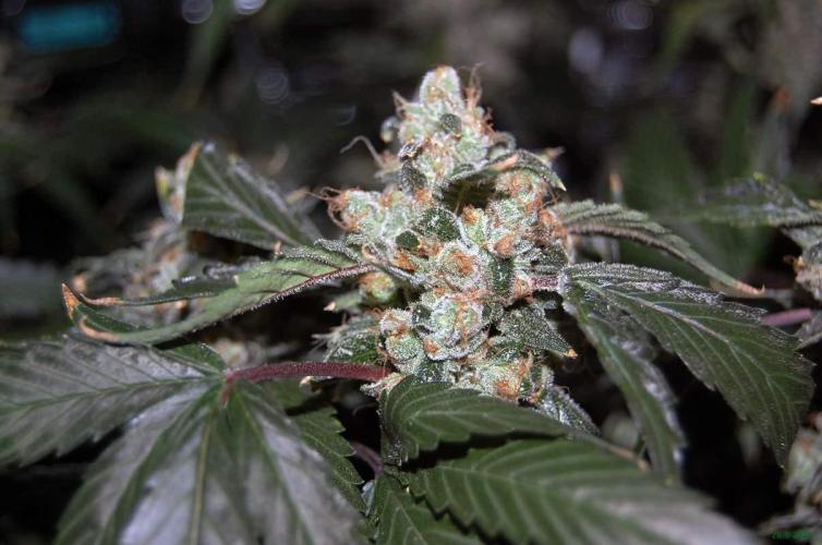 Gorilla Cookies FF 1. Week 12 - 28-9