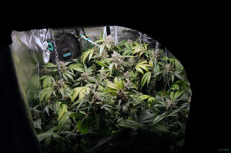 Gorilla Cookies FF 1. Week 13 - 5-10