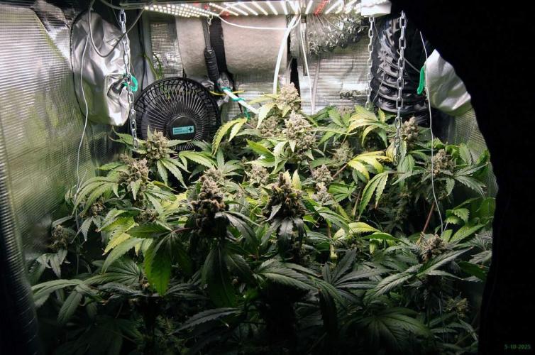 Gorilla Cookies FF 1. Week 13 - 5-10