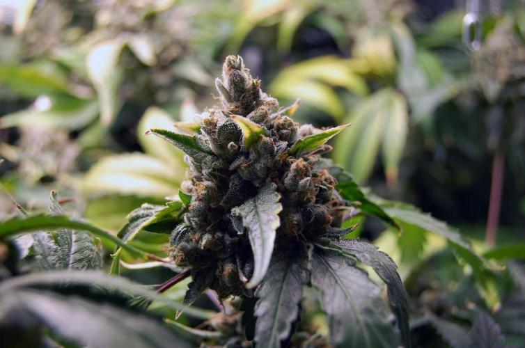 Gorilla Cookies FF 1. Week 13 - 5-10