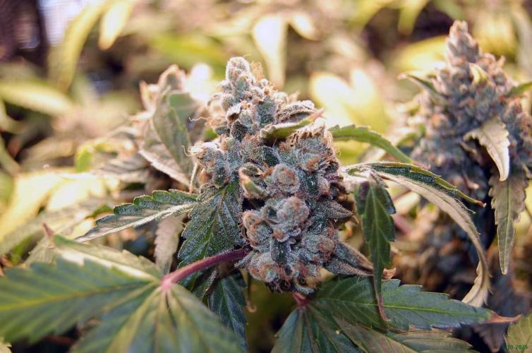 Gorilla Cookies FF 1. Week 13 - 5-10