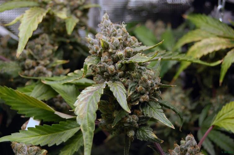 Gorilla Cookies FF 1. Week 13 - 5-10