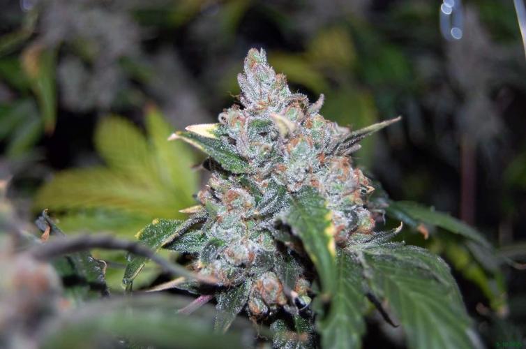 Gorilla Cookies FF 1. Week 13 - 5-10