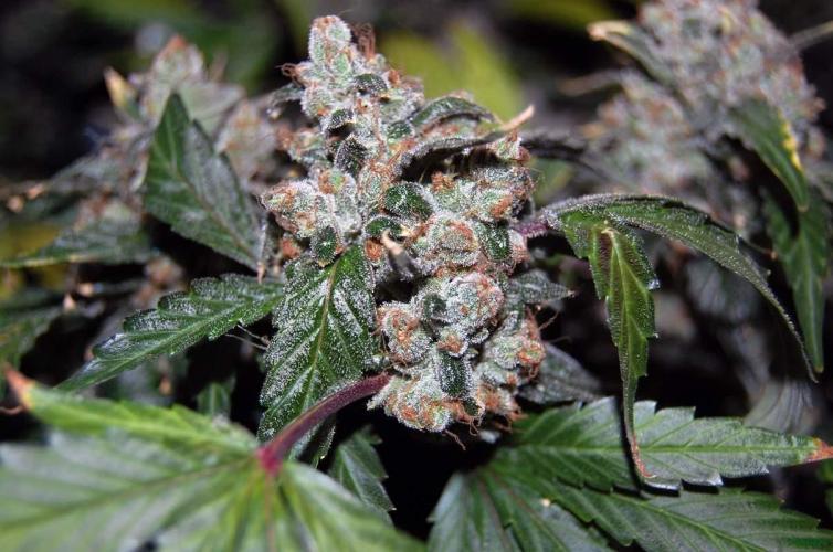 Gorilla Cookies FF 1. Week 13 - 5-10