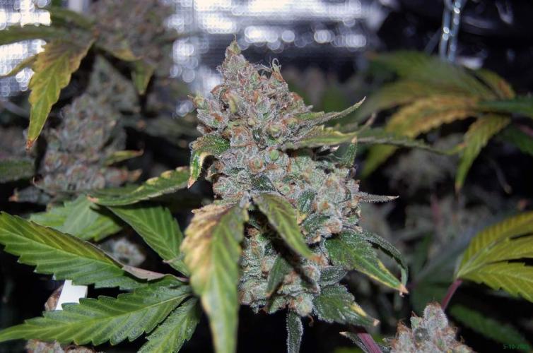 Gorilla Cookies FF 1. Week 13 - 5-10