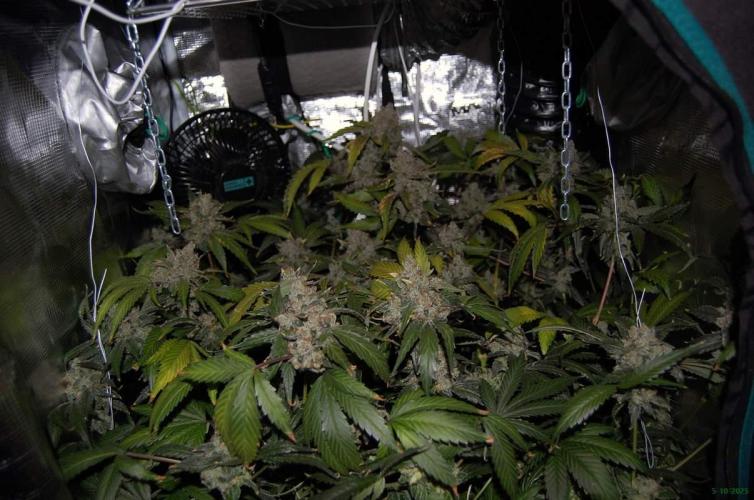 Gorilla Cookies FF 1. Week 13 - 5-10