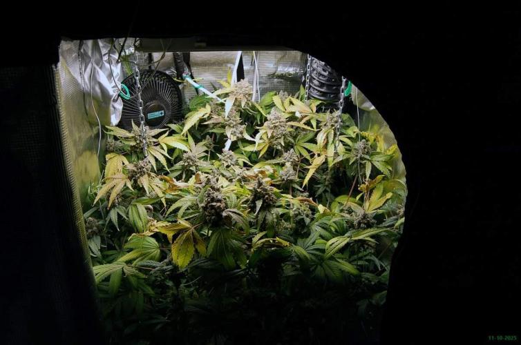 Gorilla Cookies FF 1. Week 14 - 11-10