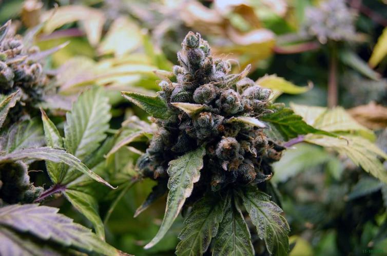 Gorilla Cookies FF 1. Week 14 - 11-10