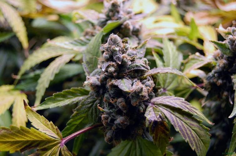 Gorilla Cookies FF 1. Week 14 - 11-10