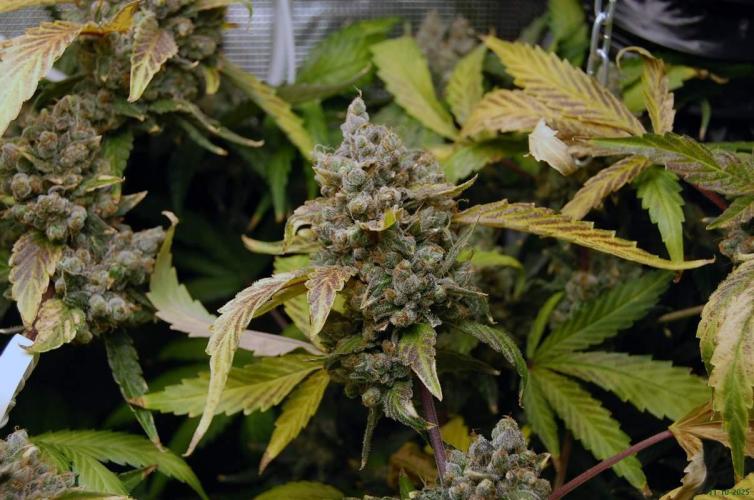 Gorilla Cookies FF 1. Week 14 - 11-10