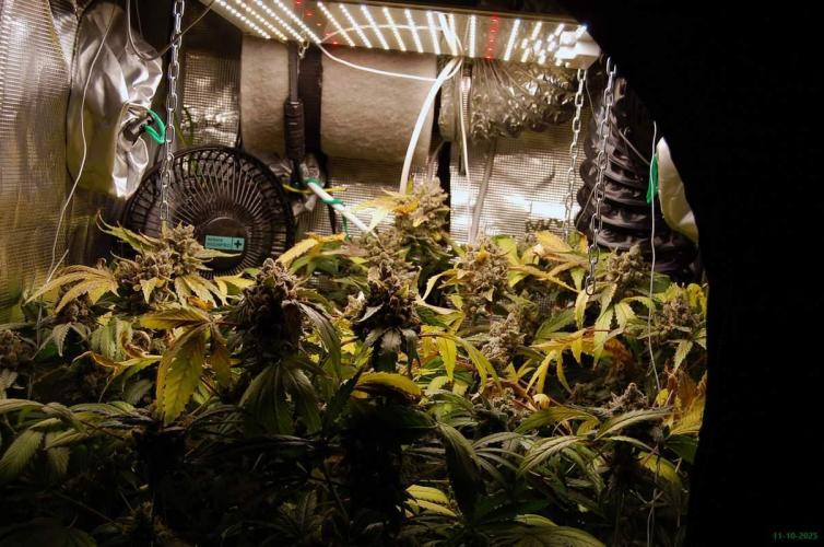 Gorilla Cookies FF 1. Week 14 - 11-10