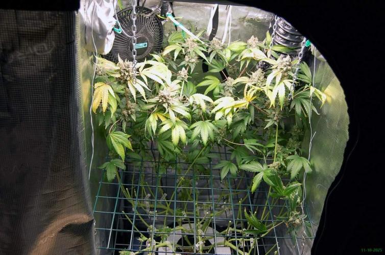 Gorilla Cookies FF 1. Week 14 - 11-10