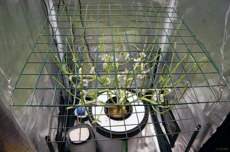 Gorilla Cookies FF 1. Week 14 - 11-10