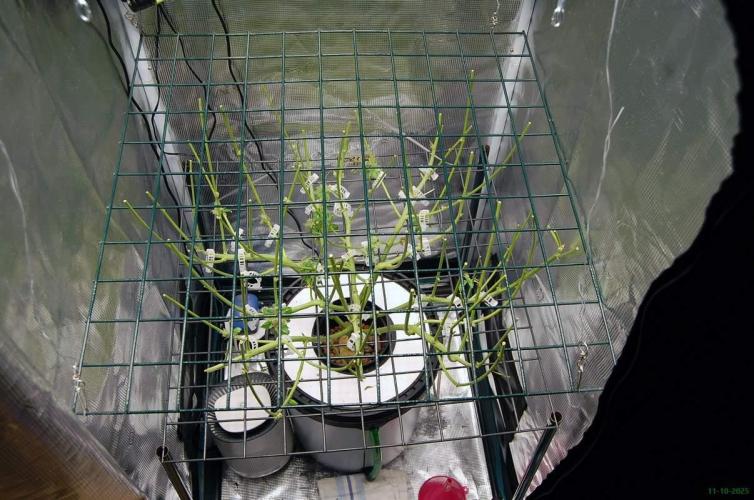 Gorilla Cookies FF 1. Week 14 - 11-10