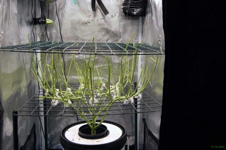 Gorilla Cookies FF 1. Week 14 - 11-10