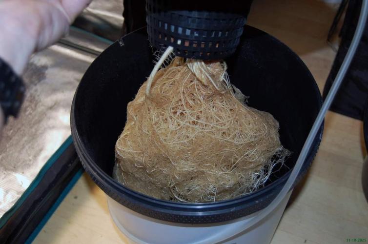 Gorilla Cookies FF 1. Week 14 - 11-10