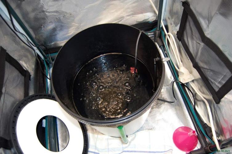 Gorilla Cookies FF 1. Week 14 - 11-10