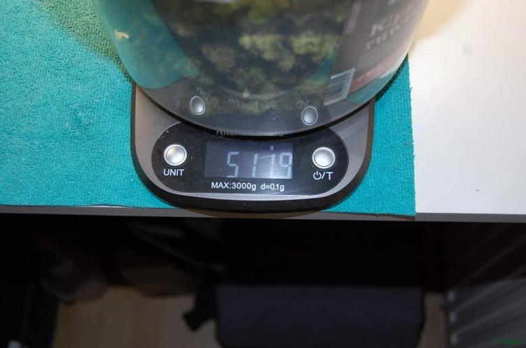 Gorilla Cookies FF 1. Week 14 - 11-10