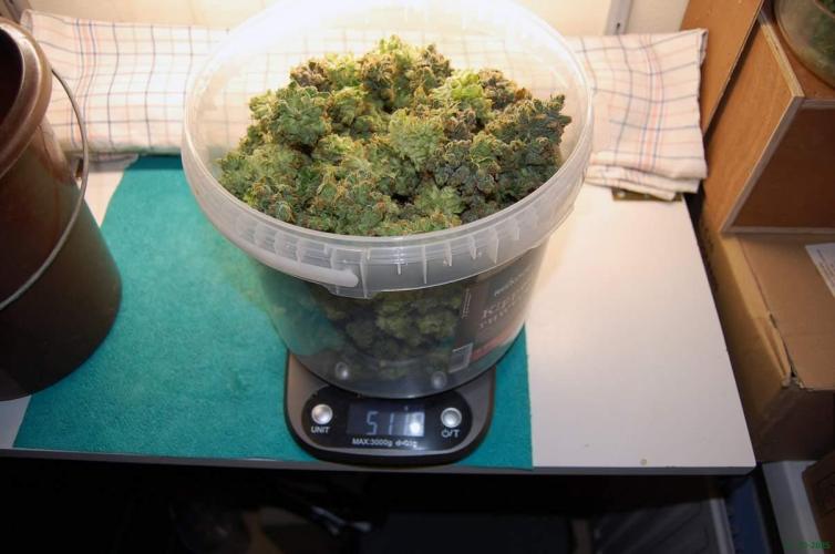 Gorilla Cookies FF 1. Week 14 - 11-10