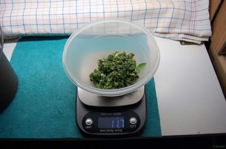 Gorilla Cookies FF 1. Week 14 - 11-10