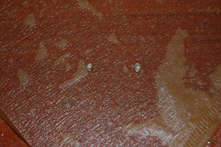 Gorilla Cookies  FF 2. Week 0 - 26-6