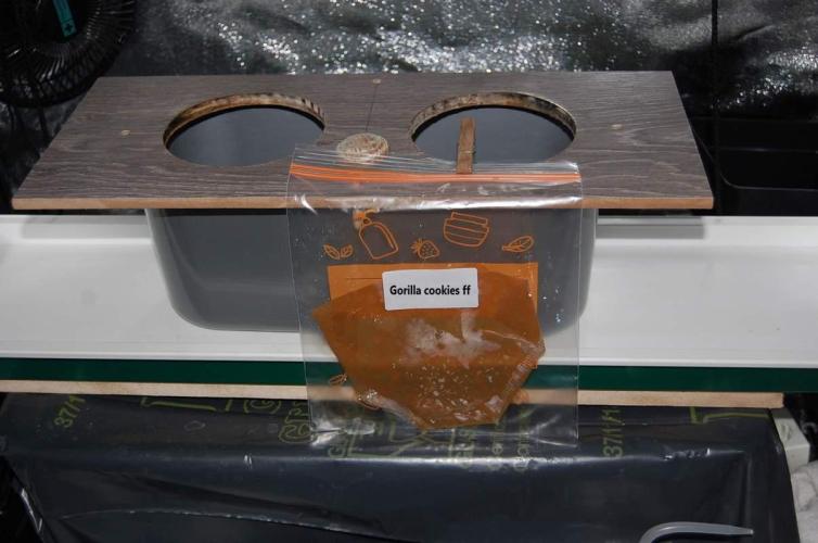 Gorilla Cookies  FF 2. Week 0