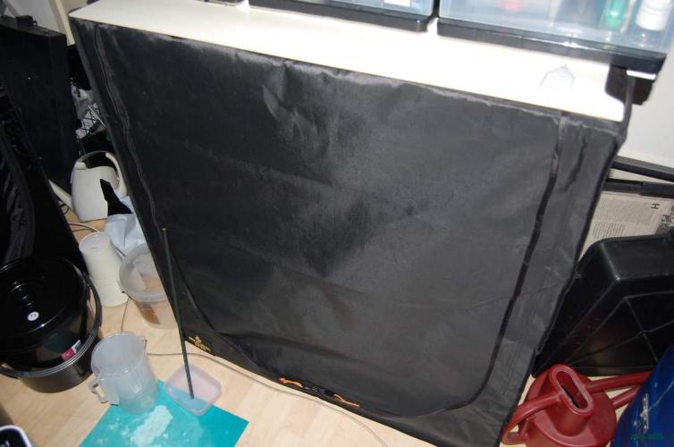 Gorilla Cookies  FF 2. Week 0 - 26-6