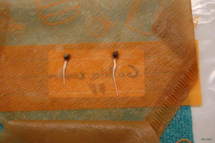 Gorilla Cookies  FF 2. Week 0 - 28-6