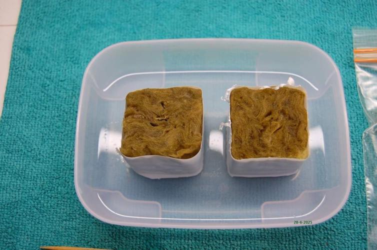 Gorilla Cookies  FF 2. Week 0 - 28-6