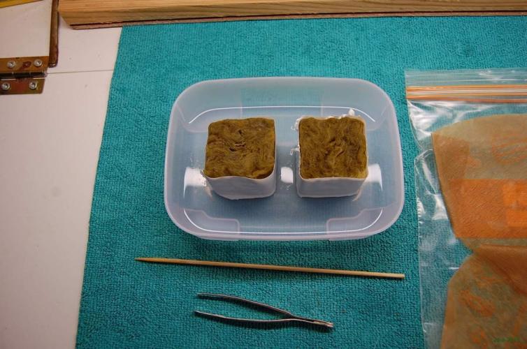 Gorilla Cookies  FF 2. Week 0 - 28-6