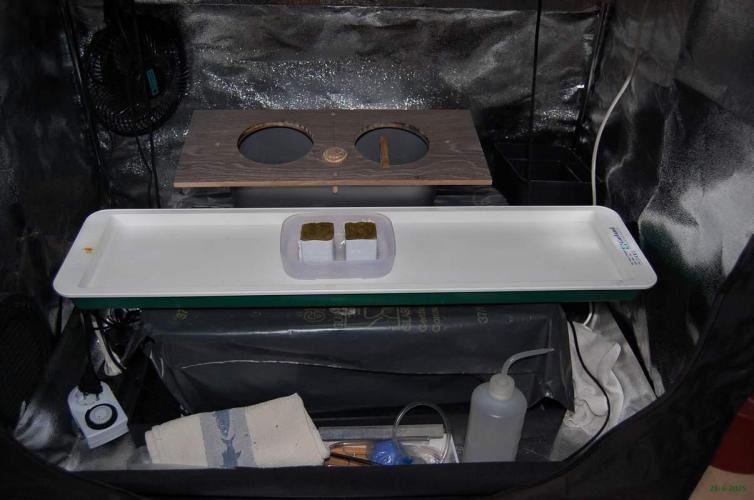 Gorilla Cookies  FF 2. Week 0 - 28-6