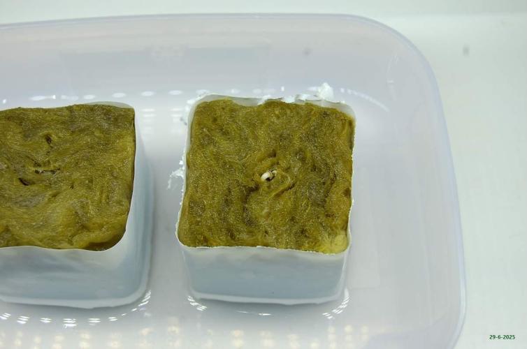 Gorilla Cookies  FF 2. Week 0 - 29-6