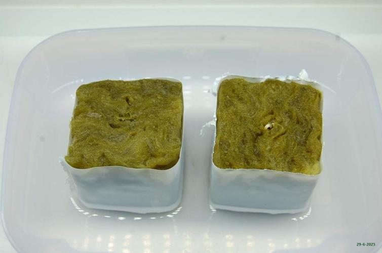 Gorilla Cookies  FF 2. Week 0 - 29-6